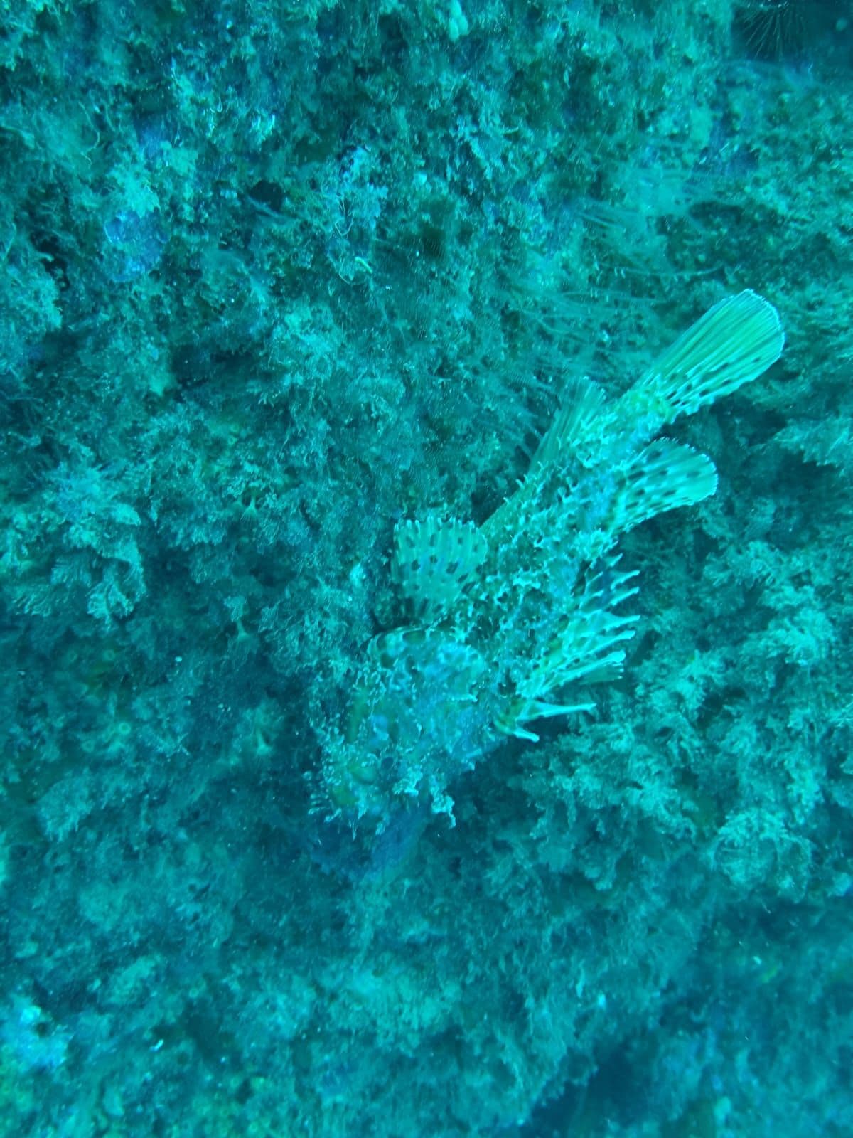 Roca Roja